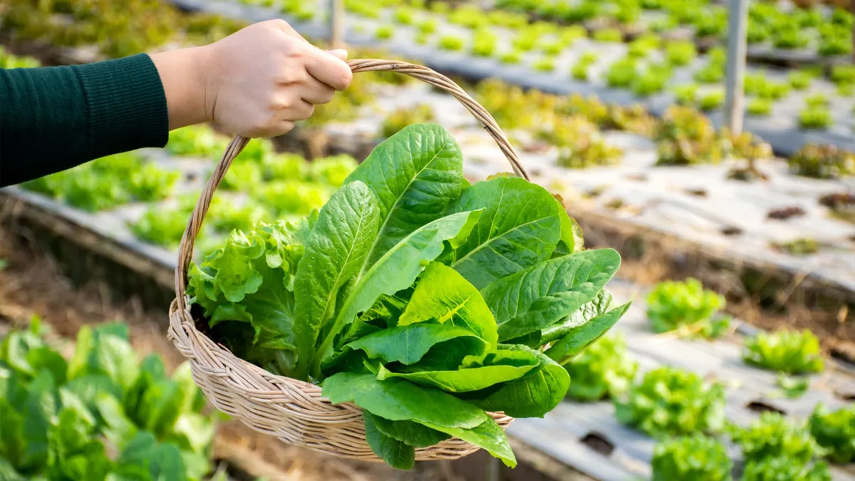 Care farming activity at FCC